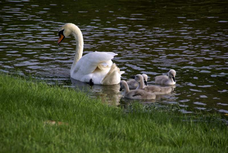Schwaene auf der Sauer Bild Nr.051